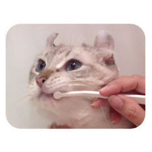 猫口ケア　歯ブラシ マイクロヘッド
