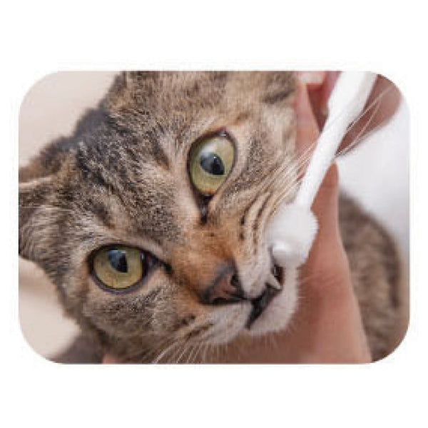 最大55％オフ！ 猫口ケア 歯ブラシ プチシリンダーヘッド 猫 デンタルケア 歯磨き